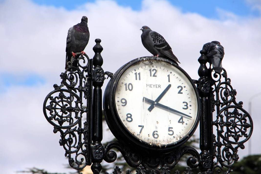 'Katil martı' paniği: Güvercinleri kurabiye gibi yiyorlar! 24